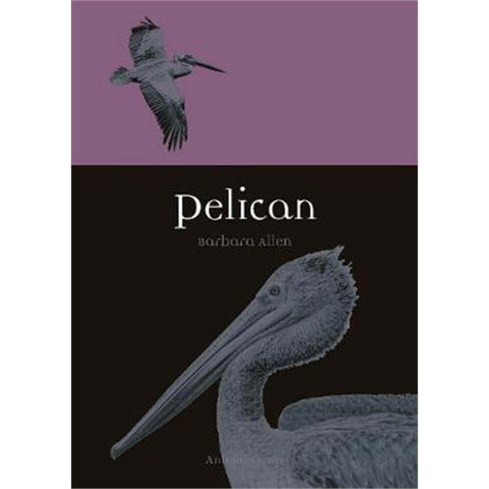 Pelican (Paperback) - Barbara Allen